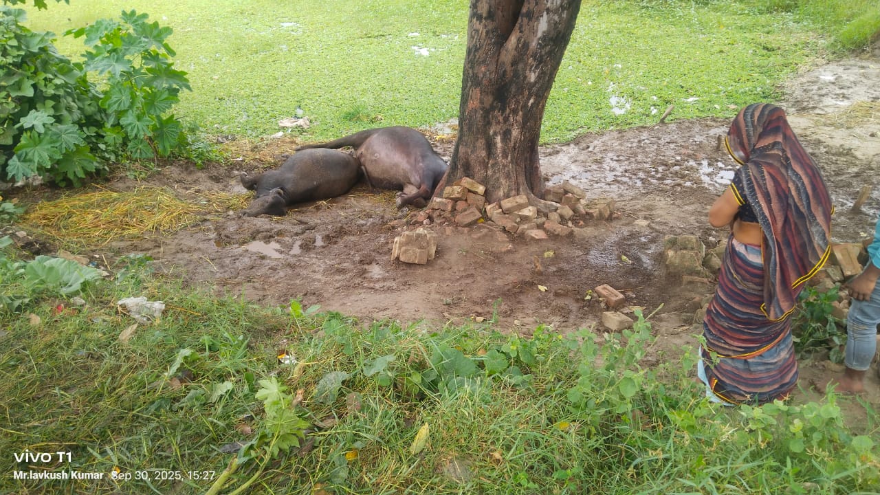 वारिश के दौरान आकाशीय विजली गिरने से दो भैसो की मौत
