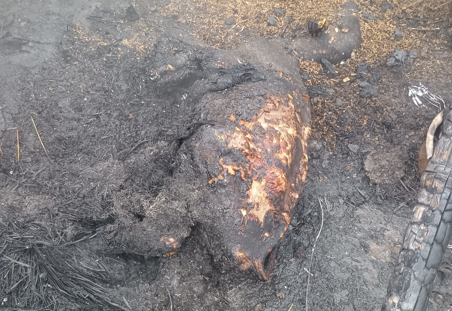 डेयरी बाड़े में आग, 3 भैंसों के बच्चे मरे: लाइनपार क्षेत्र में गरीब मजदूर का लाखों का नुकसान, आर्थिक संकट