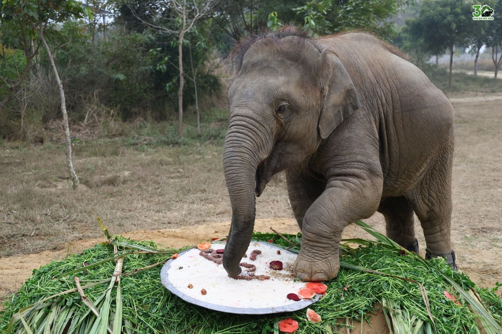 ट्रेन दुर्घटना में घायल हुई अनाथ बच्ची बानी ने पूरे किए उपचार के दो साल