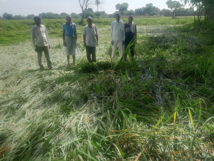 बेमौसम बरसात व ओलावृष्ठी से किसान की ख़डी फ़सल हुई बर्बाद, अन्नदाता खुद दाने दाने को हुआ मोहताज, सरकार से लगाई आस