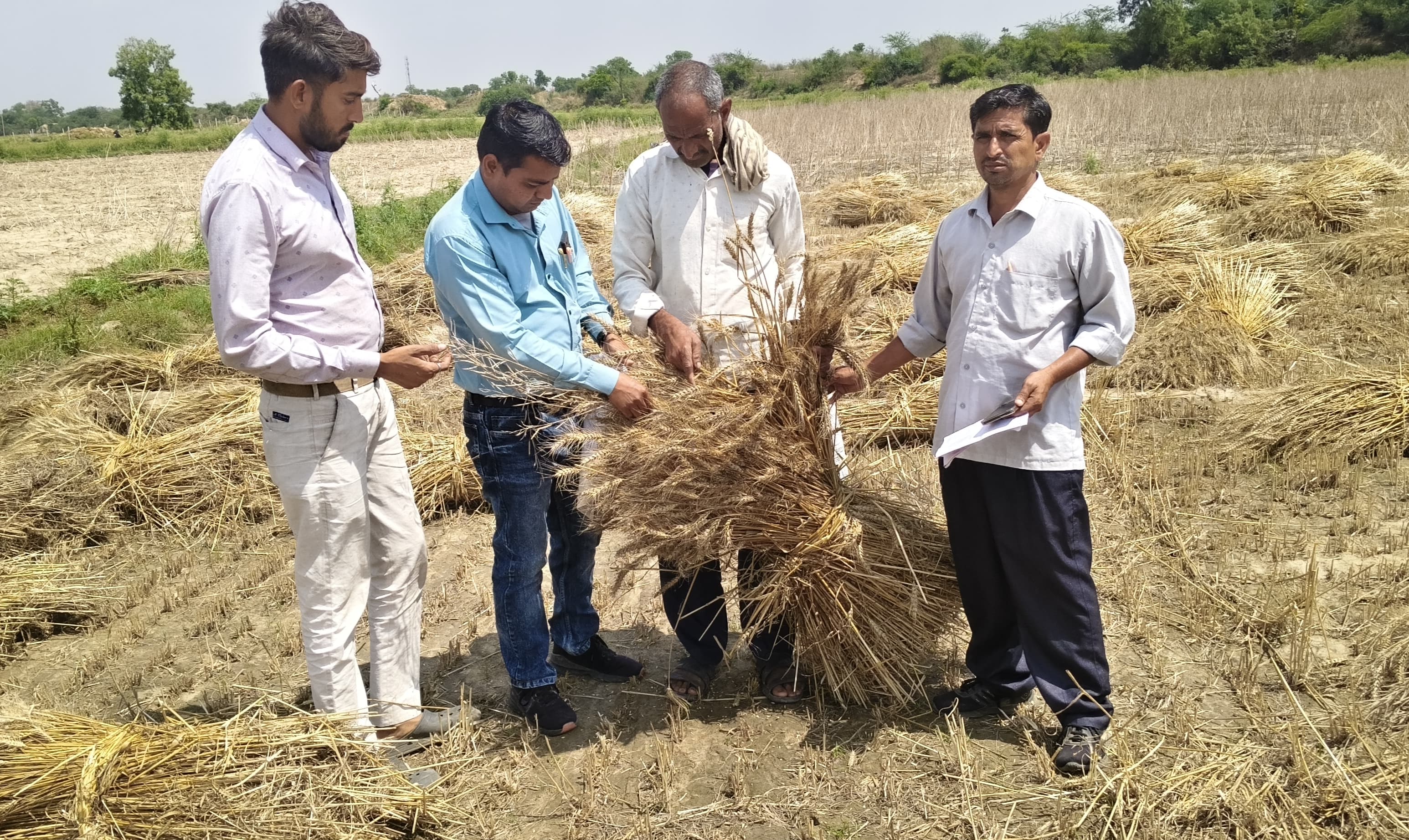 ओलावृष्टि से फसलों को नुकसान, लेखपाल मोहित कुमार  ने खेतों में पहुंचकर लिया जायजा