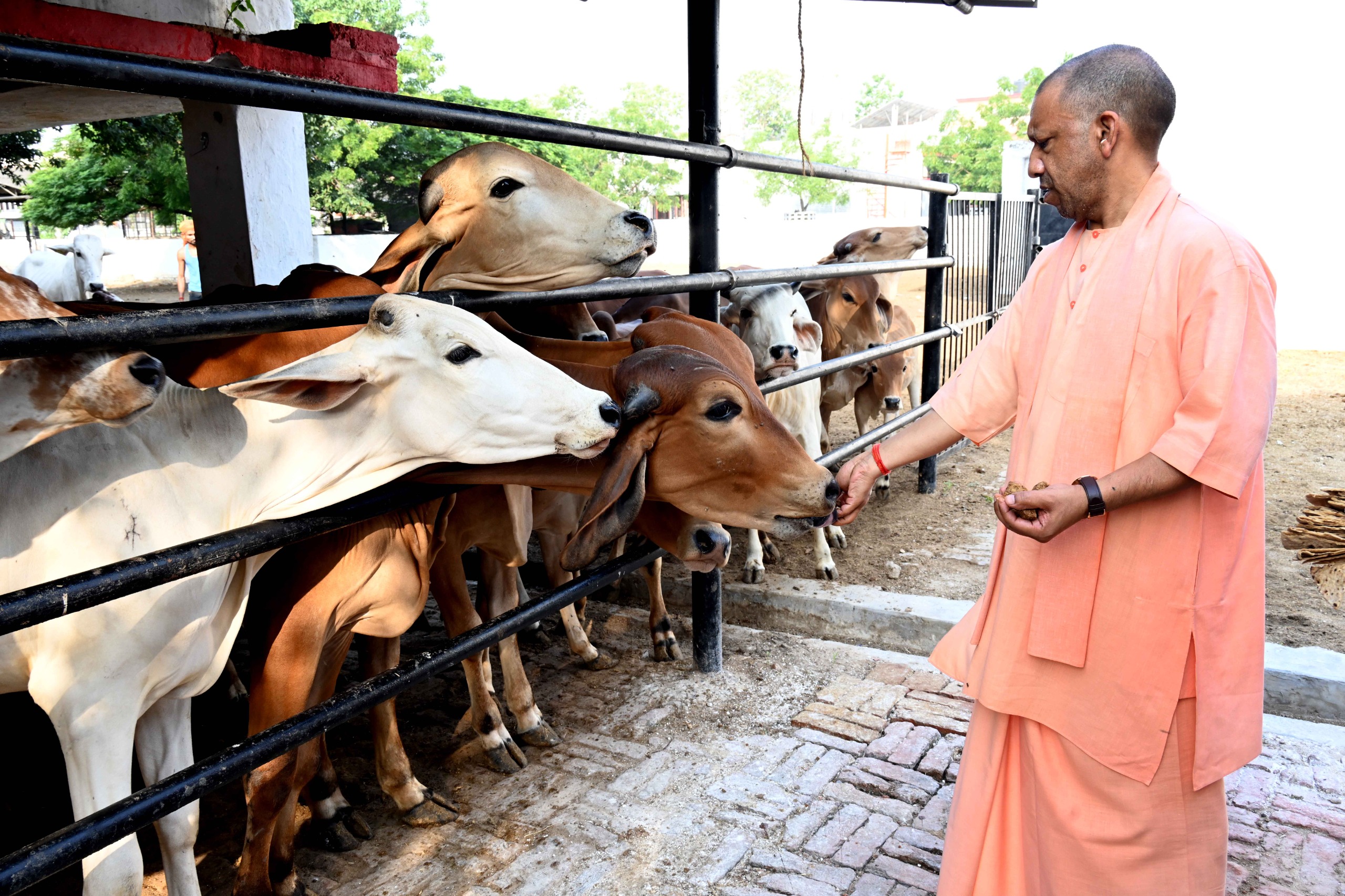 गोसेवा में रमे सीएम योगी, गोवंश को खिलाया गुड़