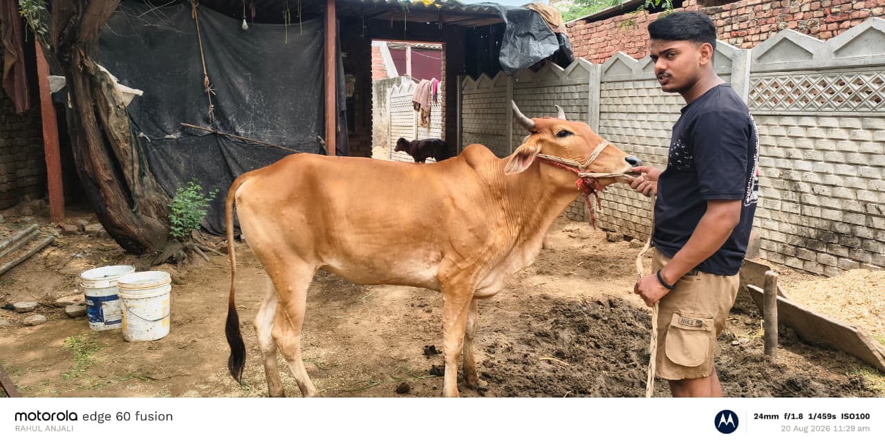 लम्पी बीमारी से परेशान ग्रामीण, पशुपालकों ने रोकथाम तेज करने की उठाई मांग