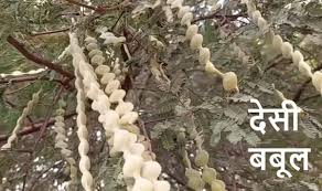 लकड़ी माफियाओं की टेडी नजर से लुप्त हो रहा है देसी बबूल